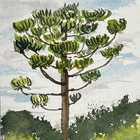 Araucaria tree.jpg