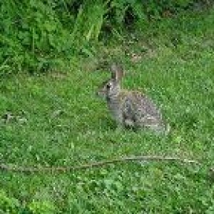 bunny in the backyard